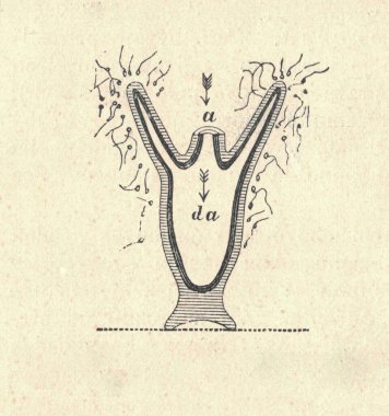 Hydra 'nın antik oymalı çizimi. Hydra 'nın klasik çizimi. Eski oymalı bir resim. Hidra 'nın boylamsal kesiti. Kitap illüstrasyonu 1907 'de yayınlandı. Hydra 'nın 10 mm' ye kadar (0.39 inç) uzunluğunda, radyal simetrik bir borusu vardır.