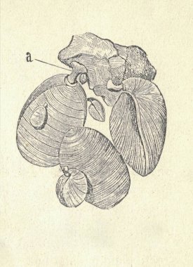 Terebratula kolonisinin antik oymalı bir çizimi. Terbratula kolonisinin klasik çizimi. Eski oymalı bir resim. Kitap illüstrasyonu 1907 'de yayınlandı. Terebratula, geç dönem dönemlerine dayanan bir fosil sicile sahip modern bir brachiopod cinsidir. 