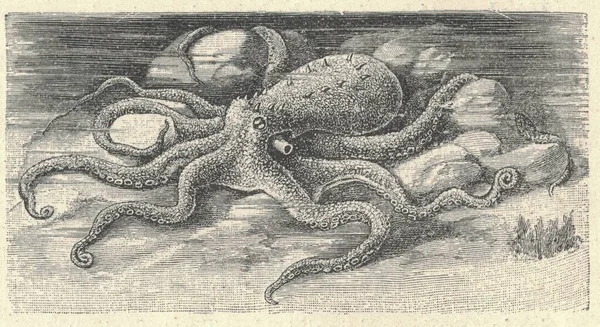 Antique engraved illustration of the common octopus . Vintage illustration of the common octopus. Old picture. Book illustration published 1907. The common octopus (Octopus vulgaris) is a mollusc belonging to the class Cephalopoda. Octopus vulgaris i