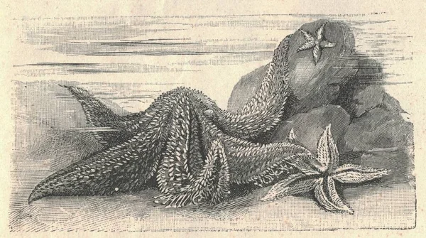 常见海星的古董雕刻图解 普通海星的古老图解 老照片 1907年出版书籍图解 常见的海星 海星或糖类海星是最常见和最熟悉的海星 — 图库照片