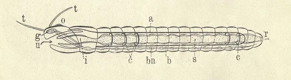 Antieke Gegraveerde Illustratie Van Gesegmenteerde Worm Vintage Afbeelding Van Geringde — Stockfoto