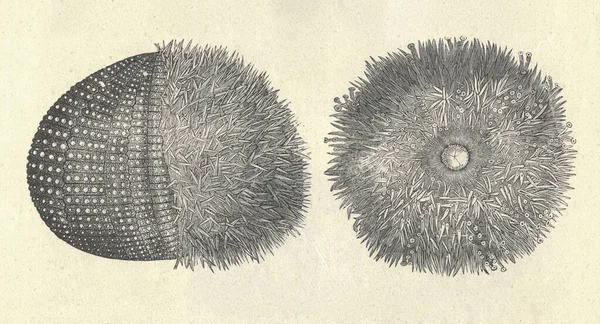 Antike Gestochene Illustration Des Seeigels Jahrgangsabbildung Des Essbaren Europäischen Seeigels — Stockfoto