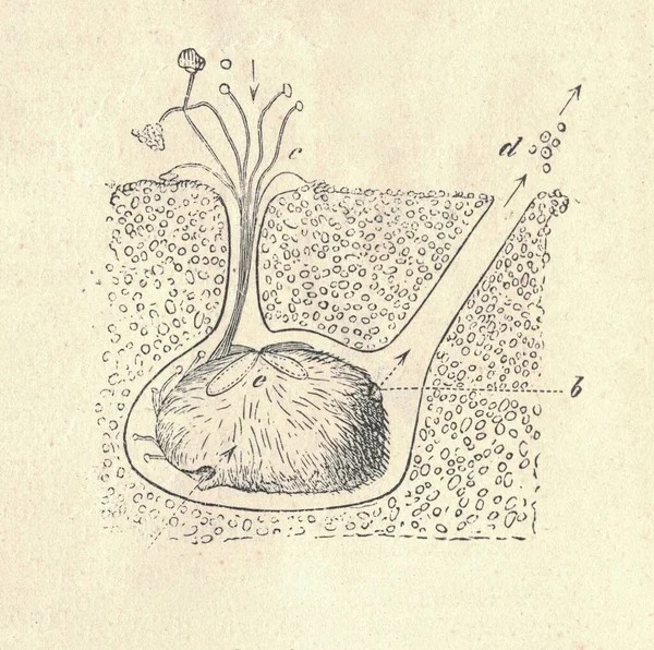 Стародавня Вигравірувана Ілюстрація Echinocardium Cordatum Вінтажний Приклад Звичайного Серцевого Їжака — стокове фото