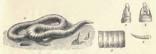 Solucanın Antik Oymalı Bir Örneği Çiy Solucanının Klasik Çizimi Eski — Stok fotoğraf