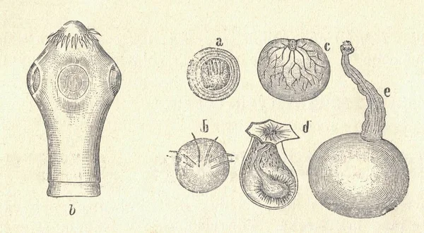 조각된 벌레의 빈티지 그림이야 1907 Cestoda Platyhelminthes 기생충의 일종이다 수돗물의 — 스톡 사진