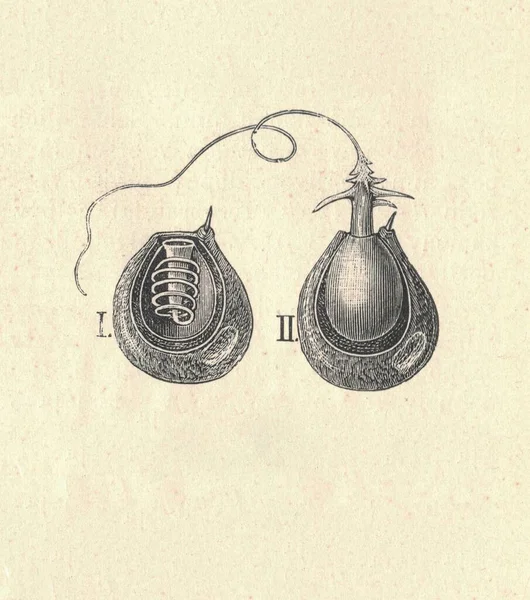 Zabytkowe Ryte Ilustracje Hydry Kłującej Włókno Klasyczna Ilustracja Hydry Kłującej — Zdjęcie stockowe
