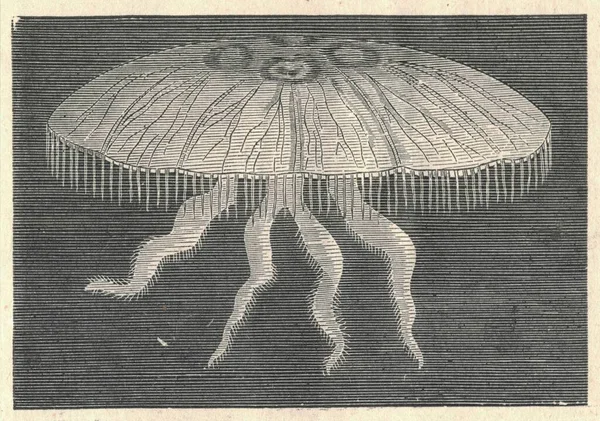 Starožitná Rytá Ilustrace Obyčejných Medúz Ročník Ilustrace Měsíční Medúzy Starý — Stock fotografie