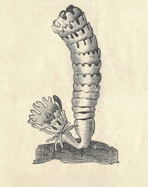 Zabytkowe Grawerowane Ilustracja Zwykłej Meduzy Cykl Życia Meduzy Polyp Strobila — Zdjęcie stockowe