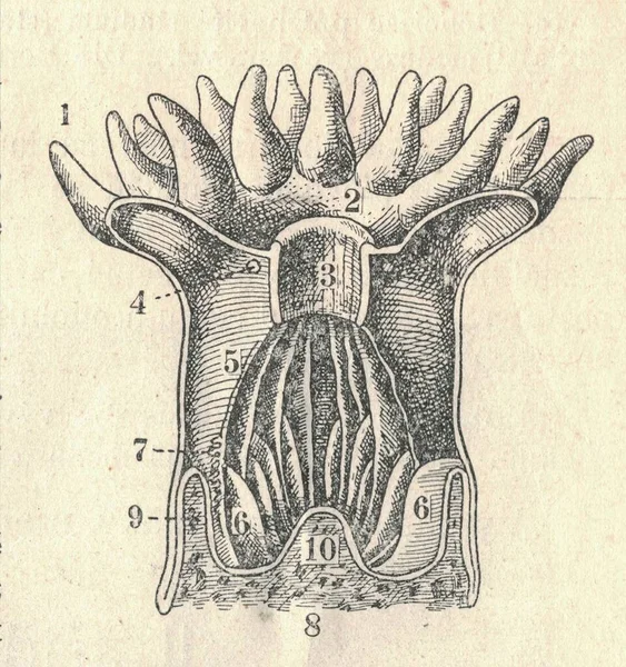 산호초 폴립의 폴립의 1907 동물학에서 폴립은 다리아 문에서 발견되는 형태중 — 스톡 사진
