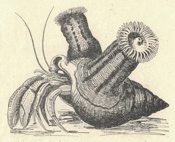 가재와 말미잘의 말미잘의 빈티지 조각된 말미잘의 조개껍데기 1907 시아팔리아 Adamsia — 스톡 사진