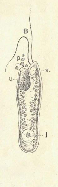 古董雕刻的鞭毛虫的图解 旧式的鞭毛虫图解 老照片 1907年出版书籍图解 鞭毛是一种细胞或生物体 有一个或多个鞭状附属物称为鞭毛 这个词也有 — 图库照片