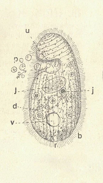 古式的刻字刻画 古色古香的西里西亚人 老照片 1907年出版书籍图解 纤毛是一组肺泡 其特征是有一种叫做纤毛的类似毛发的器官 这些器官是可以识别的 — 图库照片