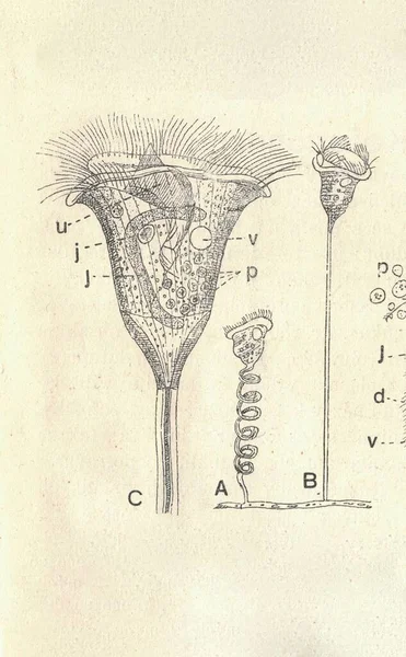 一个钟形动物的古董雕刻画 Vorticella的古董插图 老照片 1907年出版书籍图解 涡毛虫属是一个钟状纤毛属 有柄附着在基部 这些茎有 — 图库照片