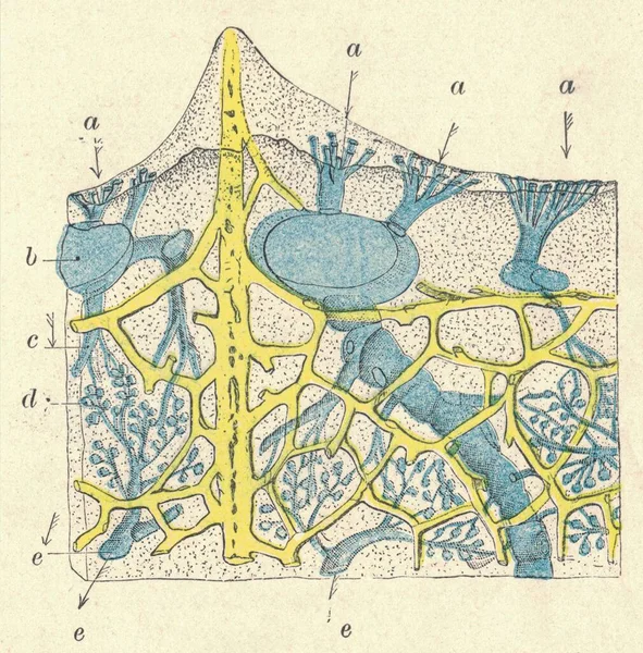 Διασταύρωση Του Spongia Officinalis Αντίκα Χαραγμένη Απεικόνιση Ενός Σφουγγαριού Μπάνιου — Φωτογραφία Αρχείου