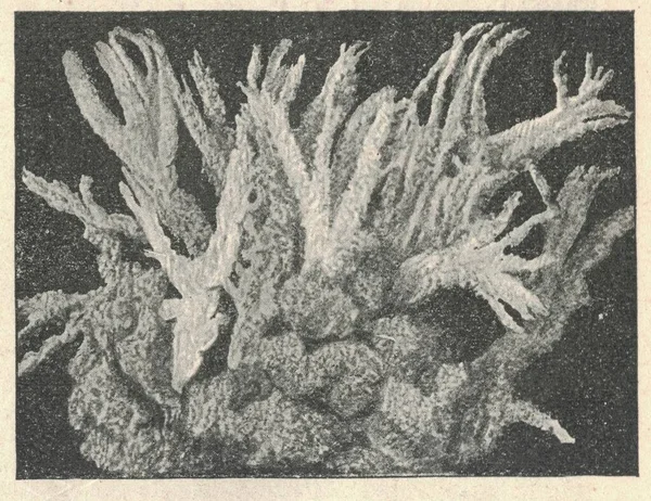 Симбиоз Spongilla Lacustris Вершине Грибком Plumatella Внизу Иллюстрация Книги Опубликована — стоковое фото