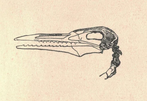 Ichthyornis Kafatasının Antik Oymalı Çizimi Ichthyornis Kafatasının Klasik Çizimi Eski — Stok fotoğraf