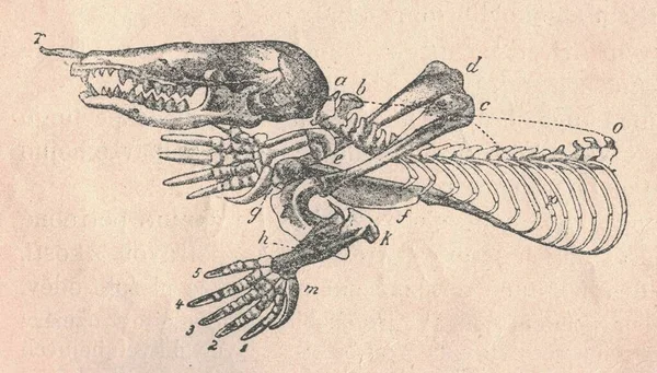 モル骨格 フロント部分 のアンティーク彫刻イラスト モル骨格 フロント部分 のヴィンテージイラスト 古い写真だ 1907年に出版された 軟体動物は地底生活に適応した小さな哺乳類である 円筒形です — ストック写真
