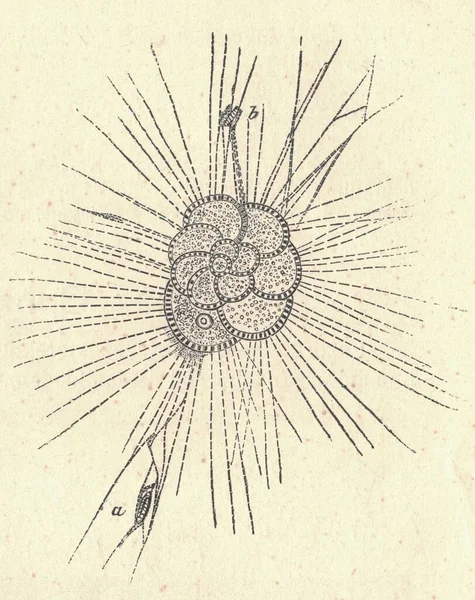 古代雕刻的福莱米费拉的图解 有福莱米费拉的古画 老照片 1907年出版书籍图解 有孔虫 Foraminifera 非正式地称为 Forams 是单细胞生物 属于一个门或一类无孔虫 — 图库照片