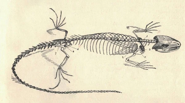 Zabytkowe Ryte Ilustracje Szkieletu Jaszczurki Piaskowej Klasyczna Ilustracja Szkieletu Jaszczurki — Zdjęcie stockowe