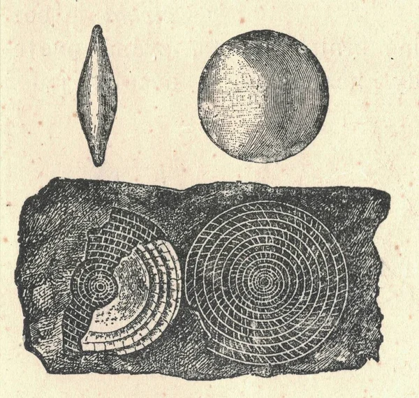 古代木乃伊化石的雕刻图解 化石化的有孔虫的古图解 老照片 1907年出版书籍图解 Foraminifera是一种类似阿米巴的单细胞原生质生物 非常简单的微生物 — 图库照片
