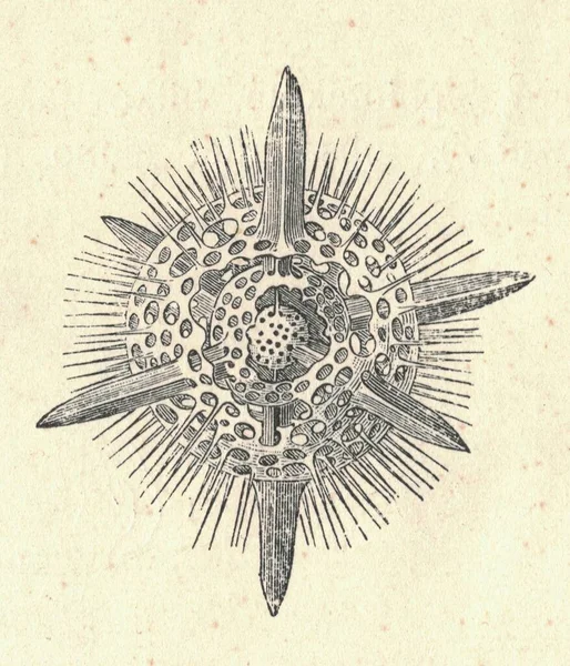 Antieke Gegraveerde Afbeelding Van Een Radiolaria Actinomma Vintage Illustratie Van — Stockfoto