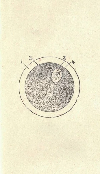 哺乳动物卵细胞的古董雕刻图解 哺乳动物卵子的古老图解 老照片 1907年出版书籍图解 卵细胞 或称卵子 Ovum 复数为Ovum 是女性生殖细胞 或称为配子 — 图库照片