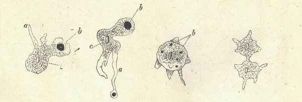 Antieke Gegraveerde Illustratie Van Bloedcellen Vintage Illustratie Van Bloedcellen Legende — Stockfoto