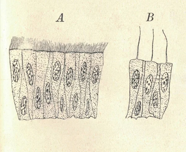 Hücrelerin Antik Oymalı Çizimi Hücrelerin Klasik Çizimi Şekil Efsanesi Hücreler — Stok fotoğraf