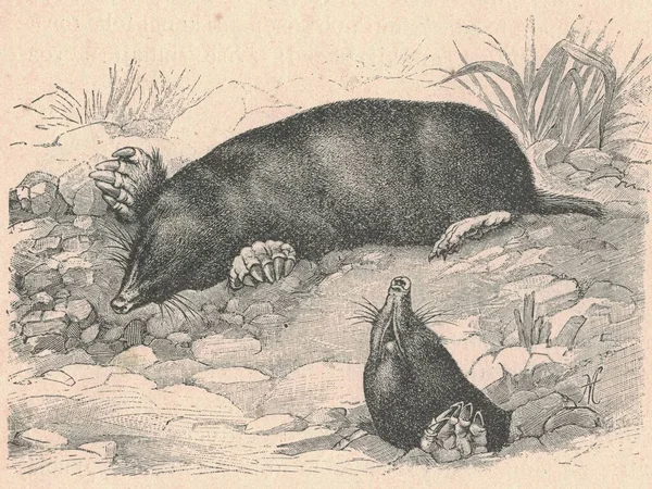Antikk Illustrasjon Den Europeiske Muldvarpen Vintage Illustrasjon Den Europeiske Muldvarpen – stockfoto