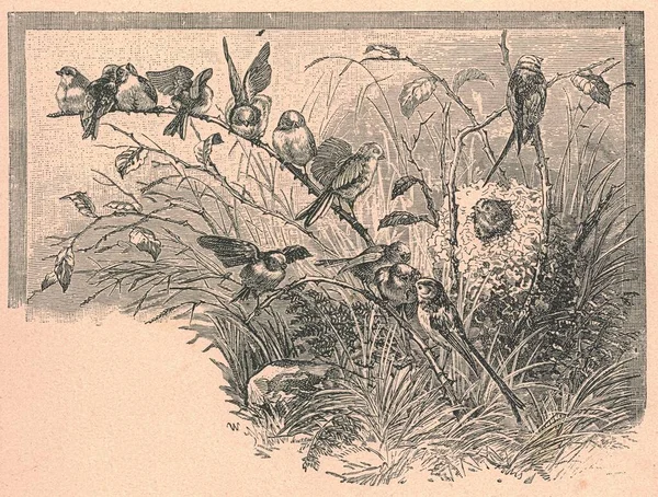 Black & white antique illustration shows birds in nature. Vintage illustration shows birds on branch. Old picture from fairy tale book. Storybook illustration published 1910.