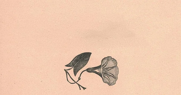Fekete Fehér Antik Illusztráció Egy Apró Virágot Mutat Régi Illusztráció — Stock Fotó