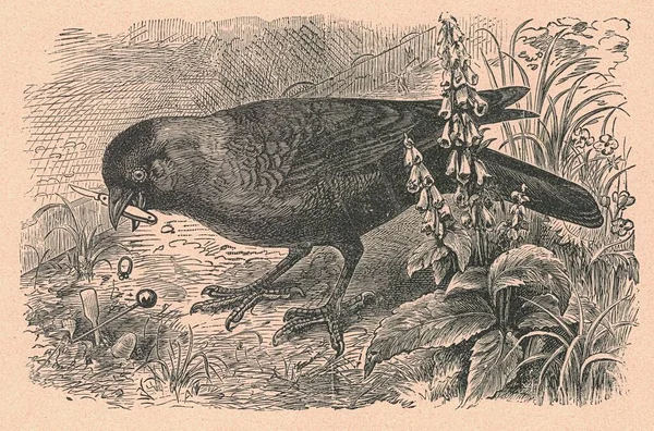 黑白古画显示一只黑鸟 古色古香的插图显示了这只黑鸟 童话书里的老照片 1910年出版的故事书插图 — 图库照片