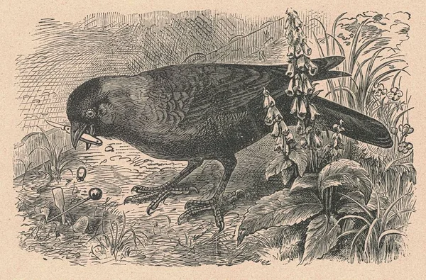 Black & white antique illustration shows a black bird. Vintage illustration shows the black bird. Old picture from fairy tale book. Storybook illustration published 1910.