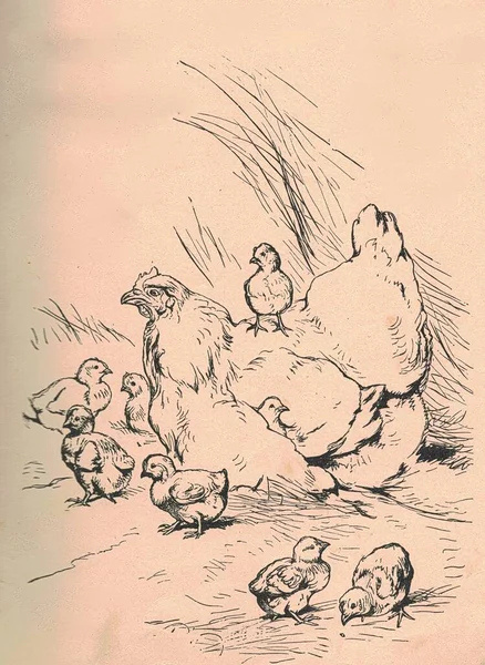Siyah Beyaz Antika Çizimler Tavuk Tavukları Gösteriyor Klasik Illüstrasyon Tavuk — Stok fotoğraf