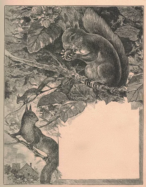 Zwart Wit Antieke Illustratie Toont Eekhoorns Vintage Prachtige Illustratie Toont — Stockfoto