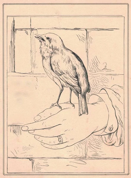 Ilustração Antiga Mostra Pássaro Mão Humana Ilustração Vintage Mostra Pássaro — Fotografia de Stock