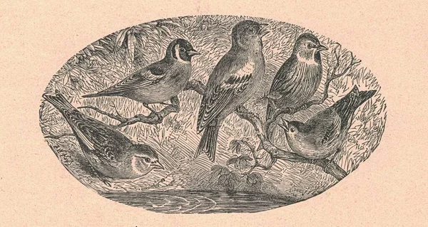 Svart Vit Antik Illustration Visar Fåglar Naturen Vintage Illustration Visar — Stockfoto