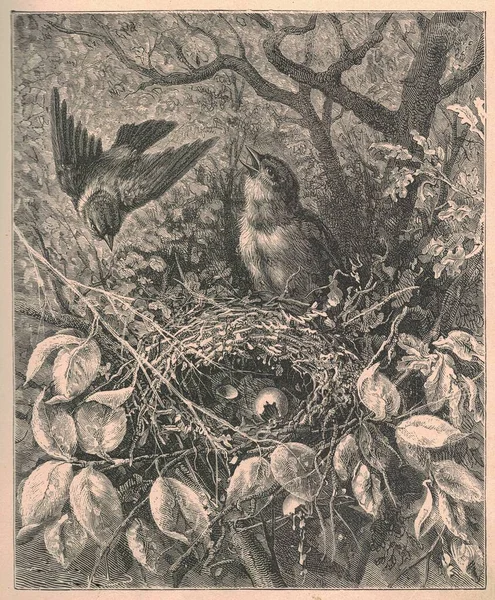 黒と白のアンティークイラストは自然の中で鳥を示しています ヴィンテージイラストは鳥や巣を示しています おとぎ話の本から古い写真 1910年に出版されたストーリーブックイラスト おとぎ話 おとぎ話 不思議物語 魔法の物語 おとぎ話 メルヘンは — ストック写真
