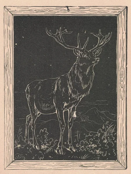 흰색의 골동품 그림은 사슴의 그림을 보여준다 빈티지 이로운 삽화에는 사슴의 — 스톡 사진