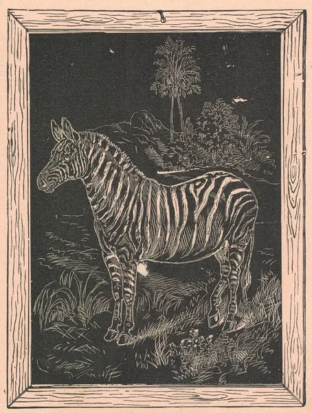 黑白古画展示了斑马的画像 古老而壮观的插图展示了斑马的画像 童话故事书里那副令人难以置信的老照片 1910年出版的故事书插图 — 图库照片