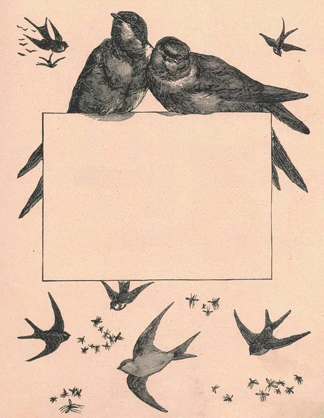 Zwart Wit Antieke Illustratie Van Vogels Vintage Prachtige Illustratie Van — Stockfoto