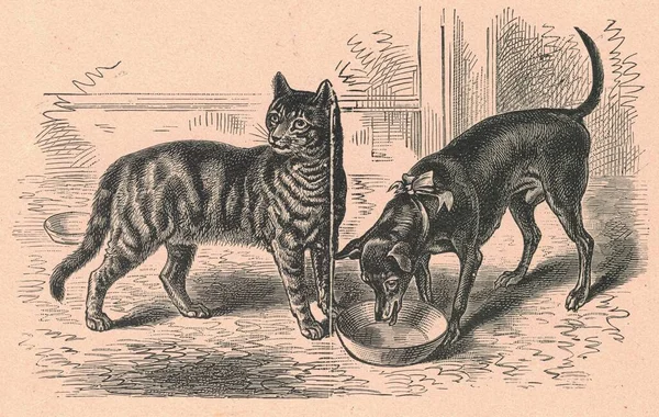 Black & white antique illustration shows dog and cat. Vintage marvellous illustration shows domestic pets. Old fabulous picture from fairytale book. Storybook illustration published 1910.   A fairy tale, fairytale, wonder tale, magic tale, fairy stor