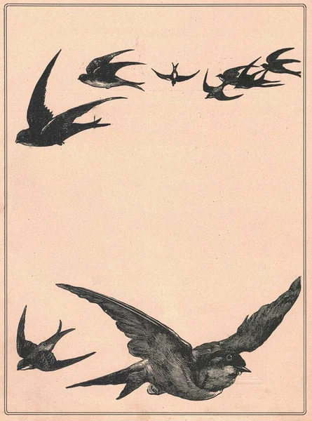 Чорно Біла Антикварна Ілюстрація Птахів Вінтажні Дивовижні Ілюстрації Птахів Стара — стокове фото