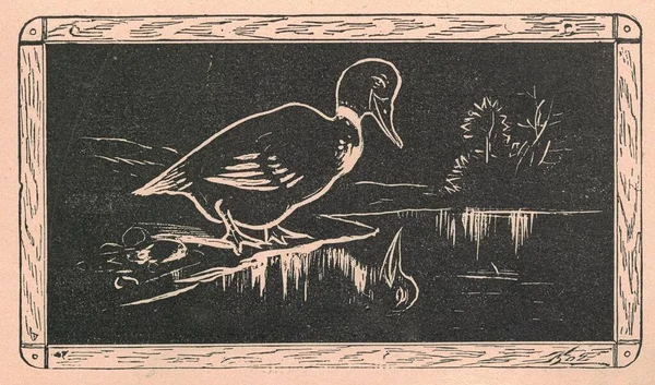Black & white antique illustration shows a drawing of the male duck. Vintage marvellous illustration shows a drawing of the male duck. Old fabulous picture from fairytale book. Storybook illustration published 1910.