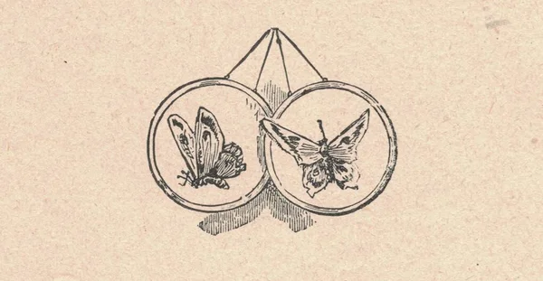 Černobílá Antická Ilustrace Ukazuje Dva Motýly Ročník Nádherné Ilustrace Ukazuje — Stock fotografie