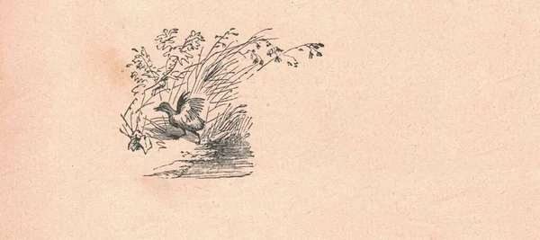 Ilustração Antiga Preto Branco Mostra Pato Voador Ilustração Vintage Pato — Fotografia de Stock