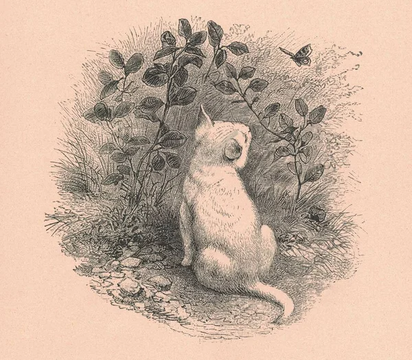 Black and white antique illustration shows a white cat. Vintage marvellous illustration shows the white cat. Old fabulous picture from fairytale book. Storybook illustration published 1910. A fairy tale, fairytale, wonder tale, magic tale, fairy stor