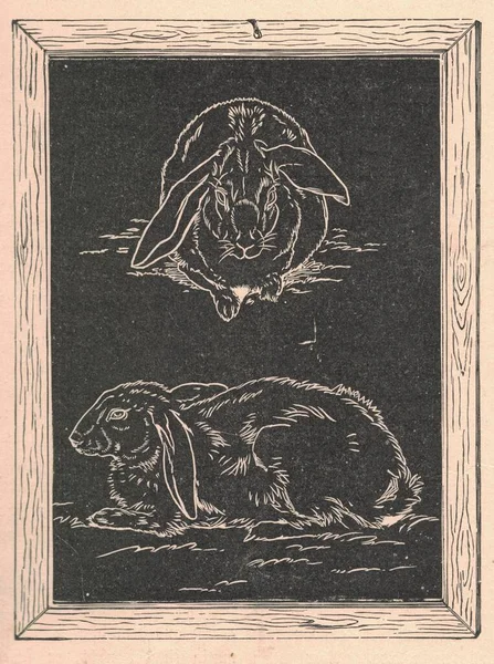 Black and white antique illustration shows a bunny rabbit drawn on a blackboard. Vintage illustration shows the bunny rabbit drawn on the blackboard. Old picture from fairy tale book. Storybook illustration published 1910. Oral storytelling is the ea