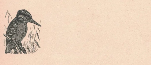 Черно Белая Антикварная Иллюстрация Показывает Зимородка Винтажная Иллюстрация Показывает Зимородка — стоковое фото