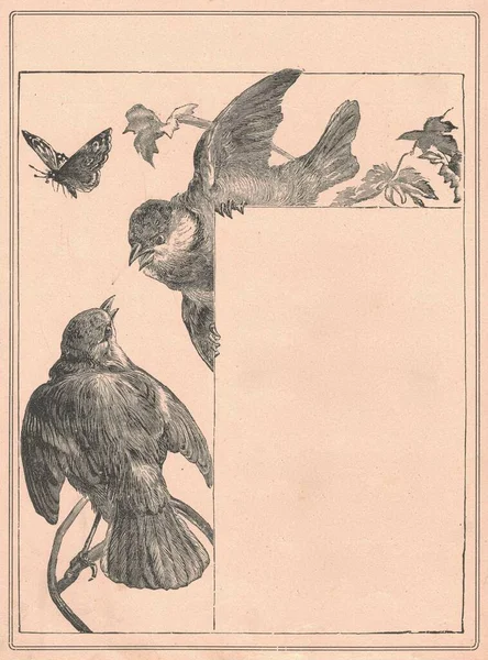 Чорно Біла Антикварна Ілюстрація Птахів Вінтажні Дивовижні Ілюстрації Горобців Стара — стокове фото